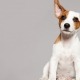 Torrington ear wax clinic